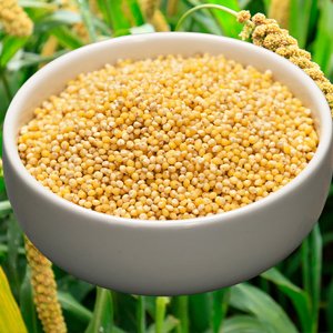 Foxtail Millets